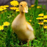 Wallpaper Cute Duck