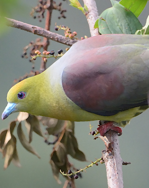 Green pigeon sounds ~ Sboard.pro Screenshot 0