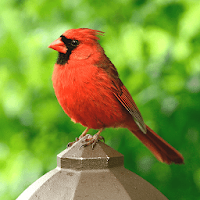 Cardinal Bird Sounds