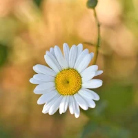 Nature Wallpapers