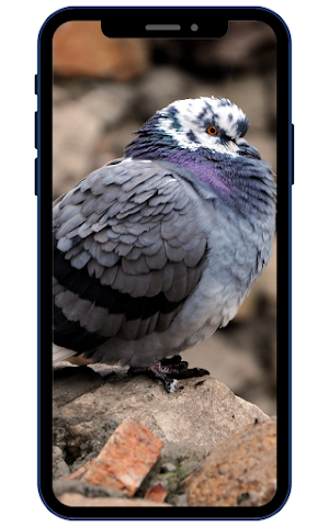 Pigeon Wallpapers Screenshot 1