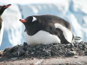 Penguin wallpapers Screenshot 2