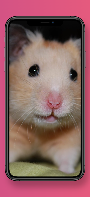 Cute Hamster Wallpapers Screenshot 0