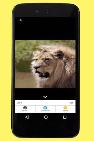 Lion Images Screenshot 2