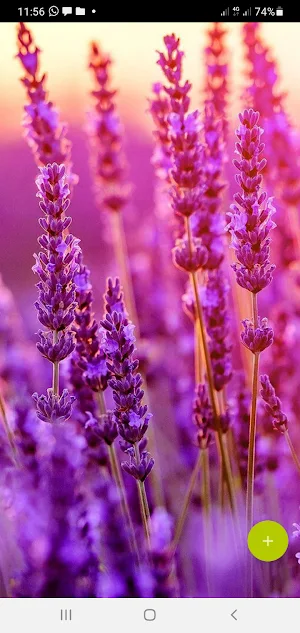 10000 Flowers Wallpapers Screenshot 2