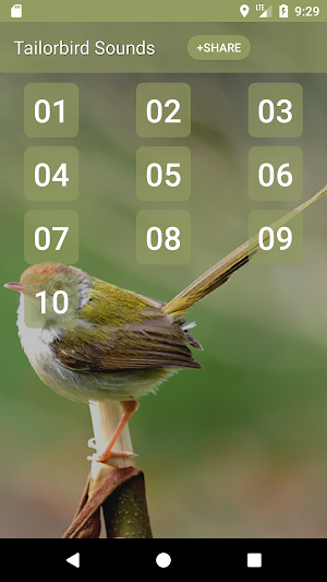 Tailorbird Sounds Screenshot 0