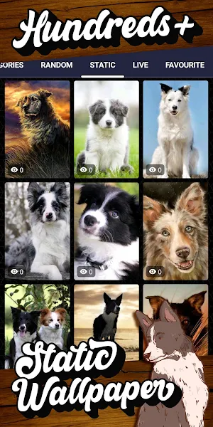 border collie wallpaper Screenshot 3