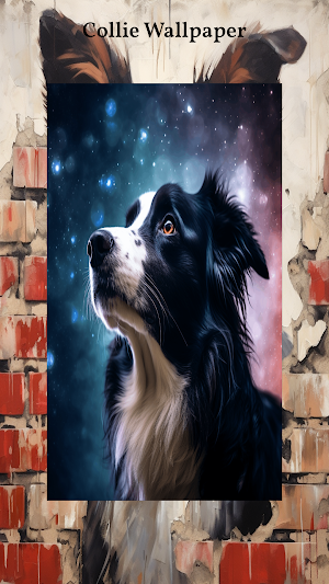Border Collie Wallpapers Screenshot 3