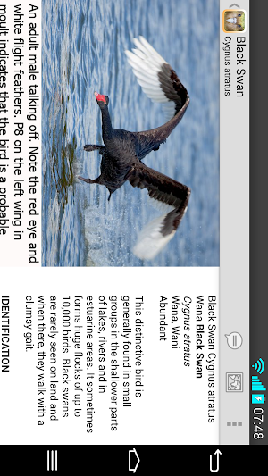 Birds of New Zealand Screenshot 3