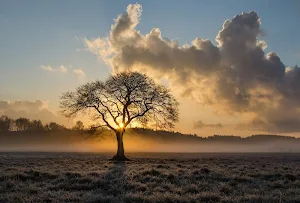 Tree wallpapers Screenshot 3