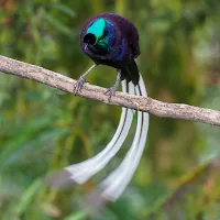 Astrapia Bird Wallpapers