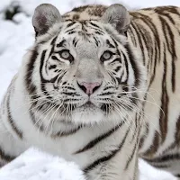 Tiger HD, 4K Wallpapers