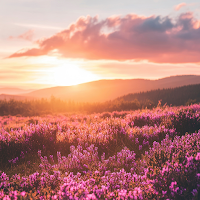 Flower Field at Sunset Theme
