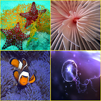 Clownfish, Coral, Sea Life, Underwater Wallpapers