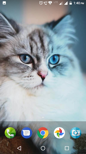 Cute Cat Wallpapers Hd Screenshot 2