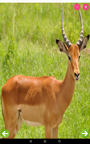 Animals Name and Pictures for Kids Screenshot 1