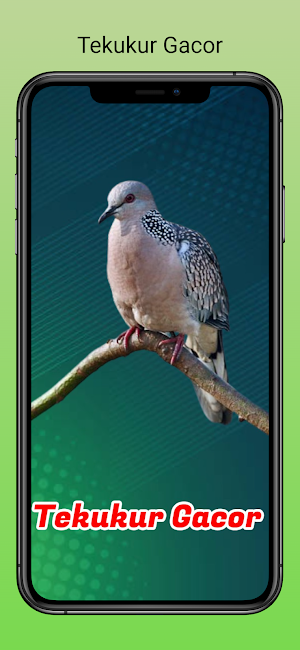Suara Burung Tekukur Gacor screenshot 5