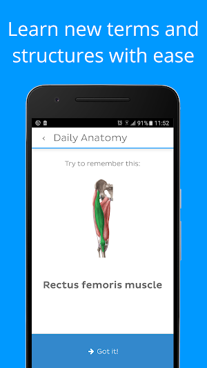 Daily Anatomy: Flashcard Quizzes to Learn Anatomy Screenshot 1
