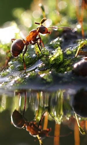 Ant Wallpapers Screenshot 3