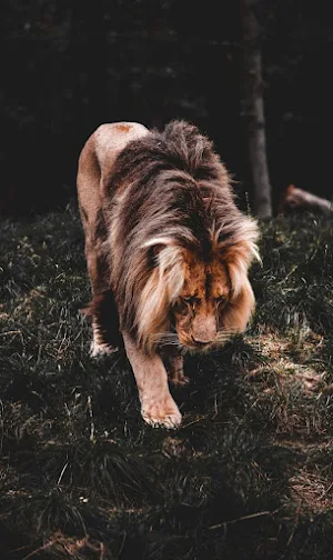 Cool animal wallpapers Screenshot 3