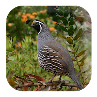 Quail Sounds