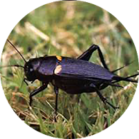 Cricket Sounds