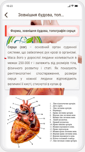 Human Anatomy. Angiology Screenshot 1