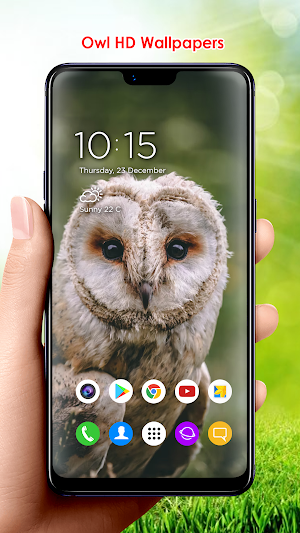 Owl HD Wallpapers Screenshot 3