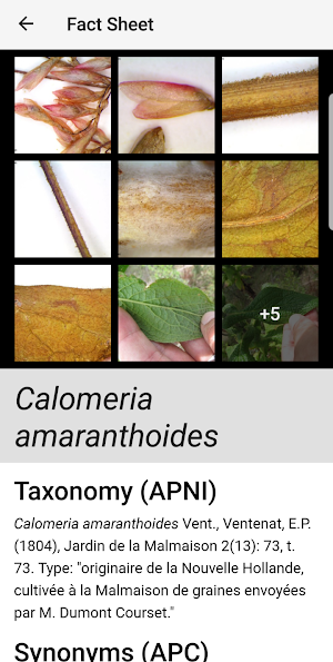 Key to the Cassinia group Screenshot 3