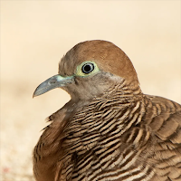 Zebra Dove Sounds