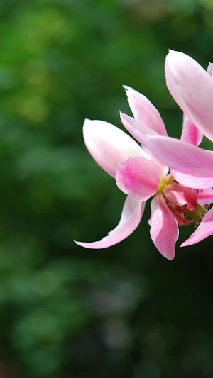 Epiphyllum Wallpapers Screenshot 3