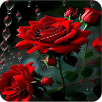Rose Wallpaper