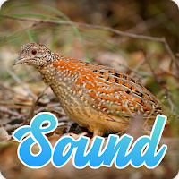 Buttonquail Sounds Effect