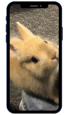 Cute Rabbit Wallpaper HD Screenshot 0