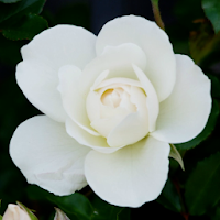 White Rose Live Wallpaper