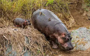 Hippo Wallpaper HD Screenshot 0