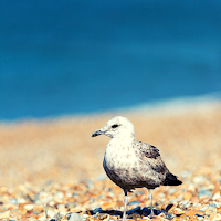 Seagull RIngtone and Sounds.