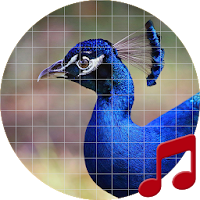 Peacock sounds ~ Sboard.pro