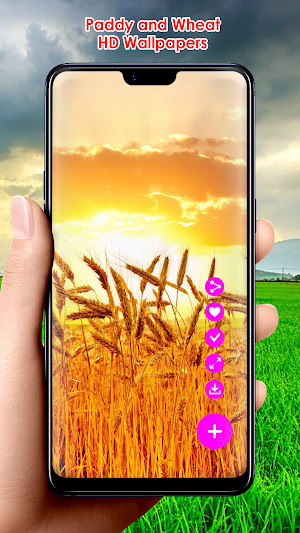 Paddy and Wheat HD Wallpapers Screenshot 1