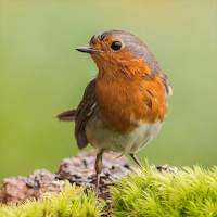 Robin Bird Sounds