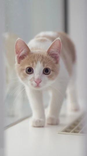 Kitten Wallpaper Screenshot 2
