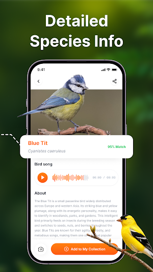 Bird Sound Identifier: Bird ID Screenshot 3