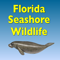 Florida Seashore Wildlife
