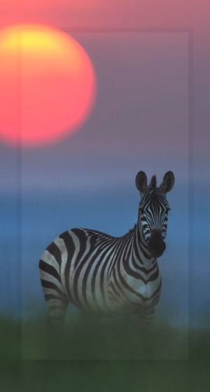 Zebra Wallpaper HD Screenshot 3