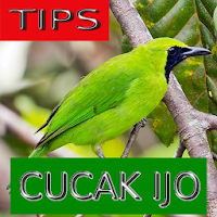 Tips Perawatan Cucak Ijo