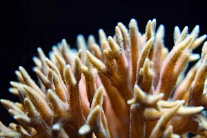 Corals wallpapers Screenshot 3