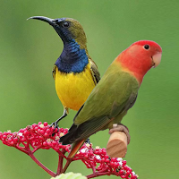 Bird Chirping Sounds