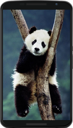 animal wallpaper Screenshot 2