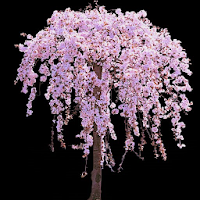 Madagascar Almond Tree