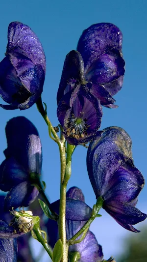 Aconitum Wallpaper Screenshot 0